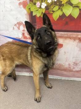 Belgian Shepherd Malinois Dogs Available for Adoption in San Bernardino, California - KANE | PetCurious