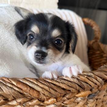 Frank -  Dachshund and Yorkshire Terrier Dog for Adoption in Baton Rouge, Louisiana - Frank | PetCurious