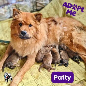Patty -  Chow Chow Dog for Adoption in Houston, Texas - Patty | PetCurious