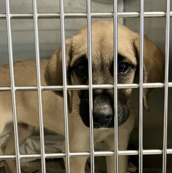 Spike -  Shepherd Dog for Adoption in Parma, Ohio - Spike | PetCurious