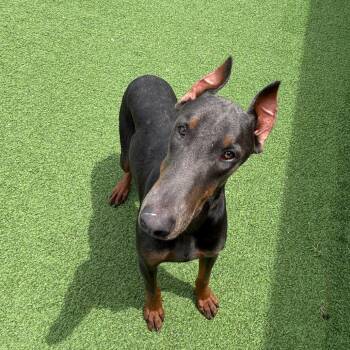 Deja Vu 1448 -  Doberman Pinscher Dog for Adoption in Loxahatchee Groves, Florida - Deja Vu 1448 | PetCurious