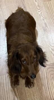 Louella -  Dachshund Dog for Adoption in Sioux Falls, South Dakota - Louella | PetCurious