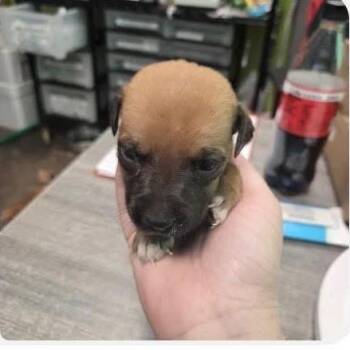 Samantha -  Chiweenie Dog for Adoption - Samantha | PetCurious