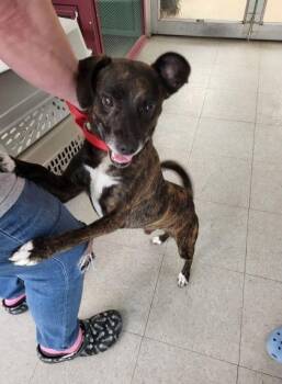 Ralphie -  Mixed Breed Dog for Adoption in Hobart, Indiana - Ralphie | PetCurious