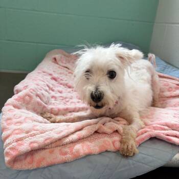 Jamie Lee Curtis -  Mixed Breed Dog for Adoption in Pittsburgh, Pennsylvania - Jamie Lee Curtis | PetCurious