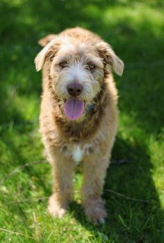Labradoodle Dogs Available for Adoption in Battle Creek, Michigan - Spud | PetCurious