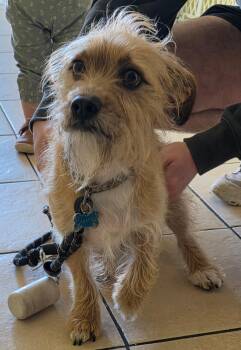 Chiweenie Dogs Available for Adoption - Camper  | PetCurious