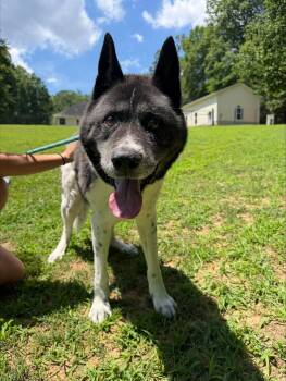 Kodiak -  Akita Dog for Adoption in Prince Frederick, Maryland - Kodiak | PetCurious