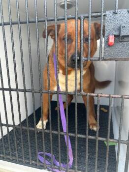 Zipper -  Mixed Breed Dog for Adoption in Mobile, Alabama - Zipper | PetCurious