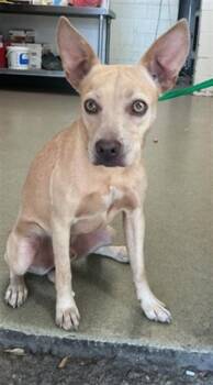 CARNELO -  Australian Kelpie and Mixed Breed Dog for Adoption in San Bernardino, California - CARNELO | PetCurious