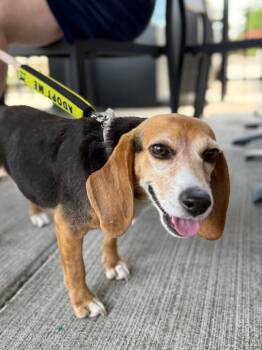 Destiny (In Foster) -  Beagle Dog Available for Adoption in Elmwood, Louisiana - Destiny (In Foster) | PetCurious