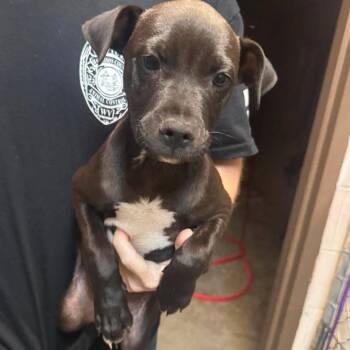 Darter -  Pit Bull Terrier Dog for Adoption in Fairmont, West Virginia - Darter | PetCurious