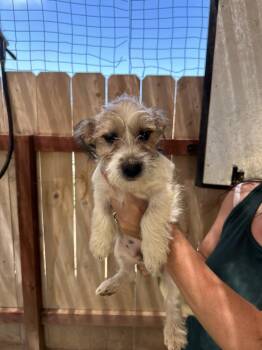 Merlot -  Terrier Dog for Adoption in San Diego, California - Merlot | PetCurious
