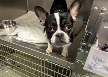 Mixed Breed Dogs Available for Adoption - DUNKIN | PetCurious