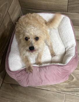 Norfolk Terrier Dogs Available for Adoption - Alton | PetCurious