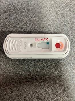 Hound and Husky Dogs Available for Adoption in Hopkinsville, Kentucky - Bluey | PetCurious