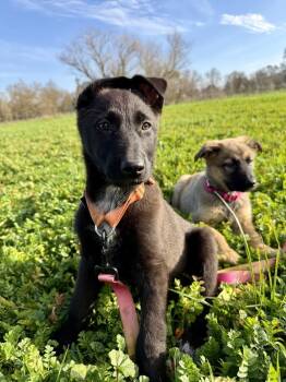 German Shepherd Dog Dogs Available for Adoption - Wilma | PetCurious