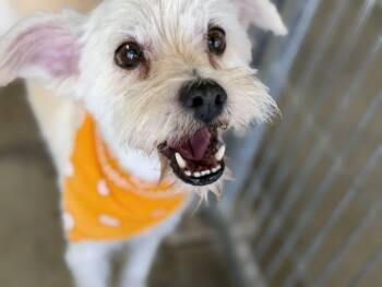 Opie -  Schnoodle Dog for Adoption in Canutillo, Texas - Opie | PetCurious