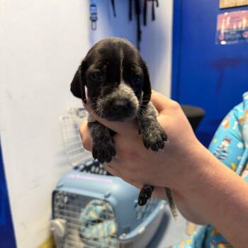 German Shorthaired Pointer Dogs Available for Adoption in Wahiawa, Hawaii - Mahala | PetCurious