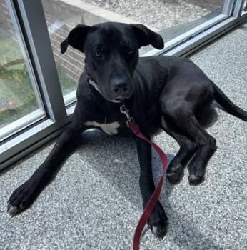 Mixed Breed Dogs Available for Adoption in Kansas City, Missouri - Fifer | PetCurious