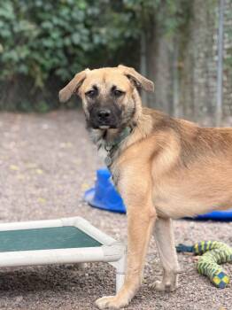 Louie -  Mixed Breed Dog for Adoption in Menomonie, Wisconsin - Louie | PetCurious
