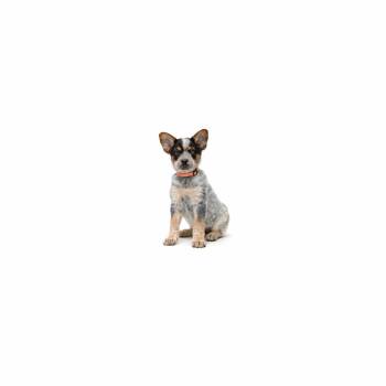 Jude Bellingham -  Cattle Dog Dog for Adoption in Los Angeles, California - Jude Bellingham | PetCurious