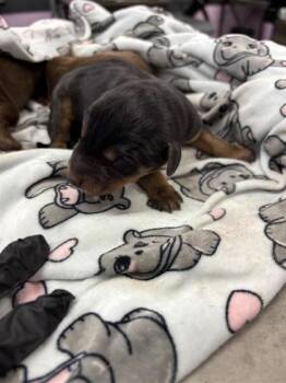 Rescue Doberman Pinscher and Mixed Breed Dogs for Adoption in El Paso, Texas - Pup 8 | PetCurious