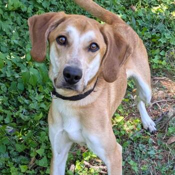 Hound and Mixed Breed Dogs Available for Adoption in Charlottesville, Virginia - Ricky | PetCurious