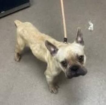 Oliver (GA) -  French Bulldog Dog for Adoption in New York, New York - Oliver (GA) | PetCurious