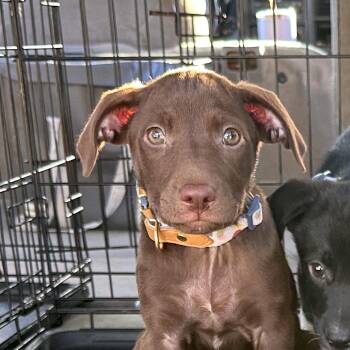 Phoebe -  Labrador Retriever Dog for Adoption in Poinciana, Florida - Phoebe | PetCurious