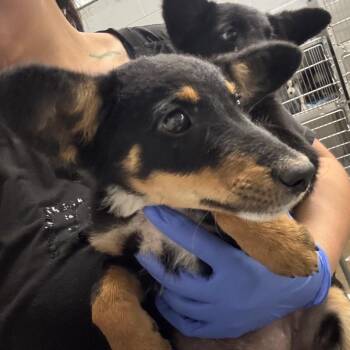 Dinky -  Mixed Breed Dog for Adoption in Corbin, Kentucky - Dinky | PetCurious