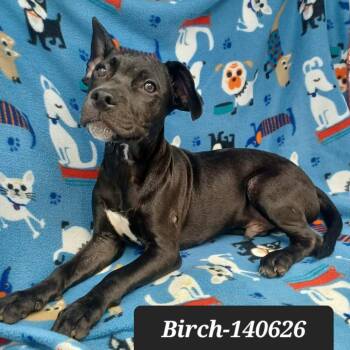Birch -  Terrier Dog for Adoption in New Tazewell, Tennessee - Birch | PetCurious