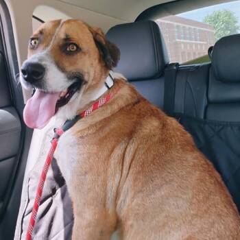 Bruno -  Mixed Breed Dog for Adoption in Marion, Illinois - Bruno | PetCurious