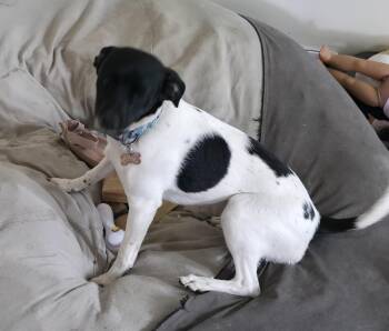 Oreo -  Chihuahua and Terrier Dog for Adoption in Aurora, Illinois - Oreo | PetCurious
