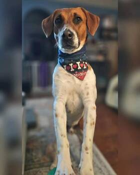 Schmitty -  Hound Dog for Adoption in Rensselaer, New York - Schmitty | PetCurious