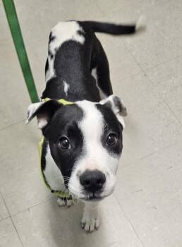 Mixed Breed Dogs Available for Adoption in Mobile, Alabama - Aldi Moo-Moo | PetCurious