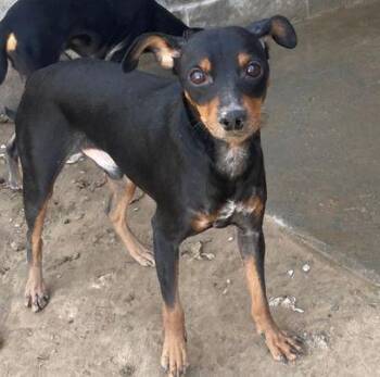 Manchester Terrier Dogs Available for Adoption - Micah | PetCurious