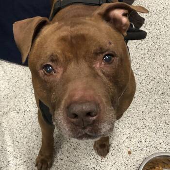 Mac -  Pit Bull Terrier and Mixed Breed Dog for Adoption in Oak Park, Illinois - Mac | PetCurious