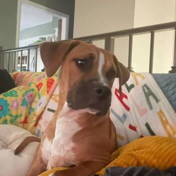 Nugget -  Boxer Dog for Adoption in Enterprise, Alabama - Nugget | PetCurious