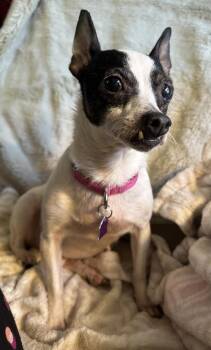 Chihuahua Dogs Available for Adoption - Macy | PetCurious