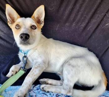 Nemo -  Jack Russell Terrier Dog for Adoption in Thousand Oaks, California - Nemo | PetCurious