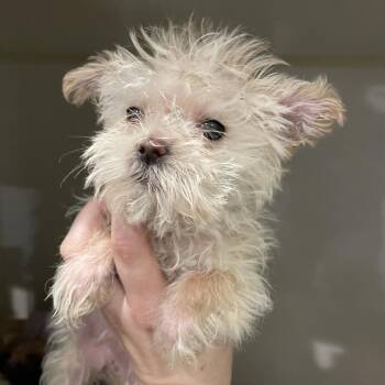 Shih Tzu and Mixed Breed Dogs Available for Adoption - Strudel | PetCurious