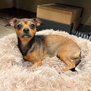 Sweeney -  Mixed Breed Dog for Adoption in Brentwood, Missouri - Sweeney | PetCurious