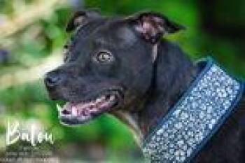 Pit Bull Terrier Dogs Available for Adoption in Newport, Kentucky - Balou | PetCurious