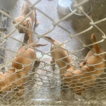 Yellow Labrador Retriever Dogs Available for Adoption in Austin, Texas - Mini Goldfish | PetCurious