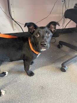 Mixed Breed Dogs Available for Adoption in West Chester, Pennsylvania - Ladybug | PetCurious