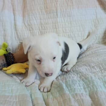 Jon -  Australian Shepherd and Mixed Breed Dog for Adoption in Wadena, Minnesota - Jon | PetCurious