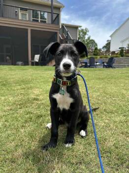 Rescue Terrier Dogs for Adoption in Greenville, South Carolina - Ghirardelli | PetCurious