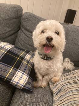 Duke -  Maltese Dog for Adoption in Troy, Virginia - Duke | PetCurious