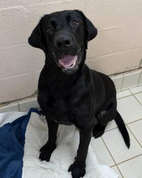 Bobby -  Black Labrador Retriever Dog for Adoption in Upper Sandusky, Ohio - Bobby | PetCurious